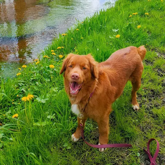 Hond 01_750x500.jpg