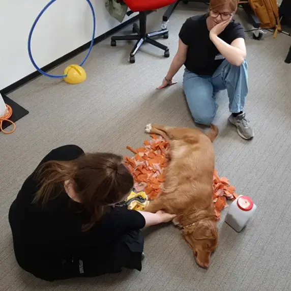honden aaien 1.jpg
