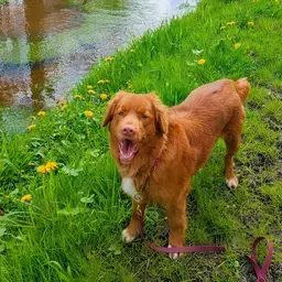 Hond 01_750x500.jpg
